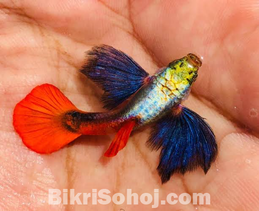 Red tail platinum dumbo ear guppy